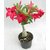 Puspita Nursery Desert Rose Adenium Live Indoor Flower Plant.