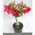Puspita Nursery Desert Rose Adenium Live Indoor Flower Plant.