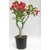 Puspita Nursery Desert Rose Adenium Live Indoor Flower Plant.