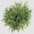 Puspita Nursery Live Junipers Plant for Outdoor Indoor uses Healthy  Fresh condition @545/pc.