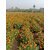 Puspita Nursery Orange Marigold Flower Seed African Variety for Farming (100 g).