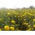 PuspitaNursery Marigold Seeds Yellow F1 Hybrid Kolkata Variety 1KG Pack.