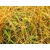 AmarBel 50g Dry Amar bel Akash Bel Swarn Lata Afteeyun Aftimoon Dodder Dry Cuscuta reflexa