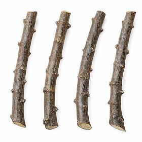 Tapioca Cassava Stem Cuttings Live Plant, 20 cm Length, 4 Qty Pack