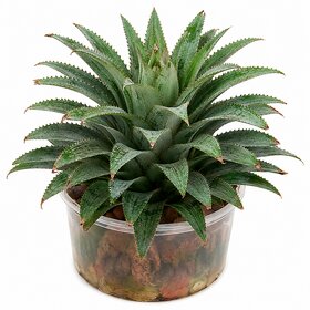 iINTELLIGENCEi Pine Apple Live Plant, 10x10x20 cm, 150 gm, Natural Fruit Plant for Home  Terrace Gardening, 1 Qty