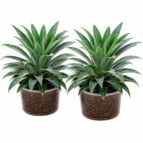 iINTELLIGENCEi Pine Apple Live Plant, 10x10x20 cm, 150 gm, Natural Fruit Plant for Home  Terrace Gardening, 2 Qty