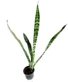 Raj Garden Plants Good Luck Green Variegated Indoor Air-refresher Snake Plant