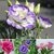 Eustoma Grandiflorum Seeds Balcony Plants