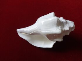 Left Handed Blowing Shankh  KZNRP010