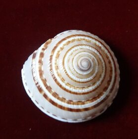 Vishnu Shankh - Shree Yantra Shankh  KZNRP011