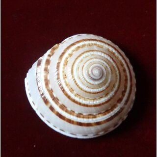 Vishnu Shankh - Shree Yantra Shankh  KZNRP011