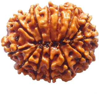 13 Mukhi Rudraksha