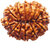 13 Mukhi Rudraksha