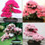 Seeds-Japanese Sakura Flower Bonsai Tree + Cherry Blossom Bonsai Tree