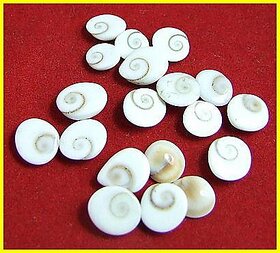 Original NATURAL GOMTI CHAKRA / COW's EYE SHILA / NABHI SHANKAR 21 PIECES