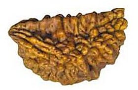 Mukhi Rudraksha Beads
