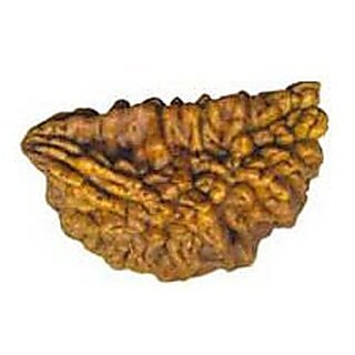 Mukhi Rudraksha Beads