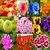 Beautiful Winter Season Flower Plant Seeds Combo 10 Types