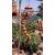 ceramic wind chimes