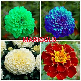 pot of gold plant Gold Soho Planter With Stand – Jamali Garden main image 0