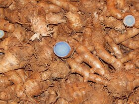 Fresh Kali Haldi For Plantation 1/2 kg With Free Real White Turmeric