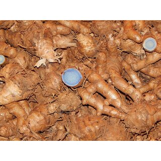 Fresh Kali Haldi For Plantation 1/2 kg With Free Real White Turmeric