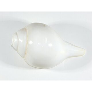 Blowing Conch for Lenth 4to 5Thickness 2 to 3 For Pooja With Free Swetharka