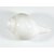 Blowing Conch for Lenth 4to 5Thickness 2 to 3 For Pooja With Free Swetharka