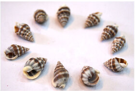 Vishnu Shankh 11Pcs