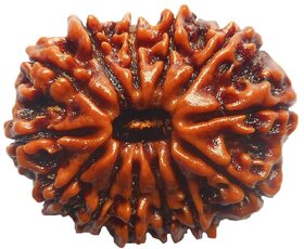 13 Mukhi Rudraksha / Collector Thirteen Face Rudraksh - Nepal - Lab Certified