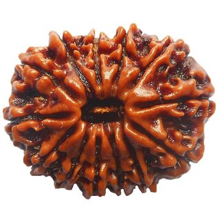 13 Mukhi Rudraksha / Collector Thirteen Face Rudraksh - Nepal - Lab Certified