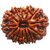 13 Mukhi Rudraksha / Collector Thirteen Face Rudraksh - Nepal - Lab Certified