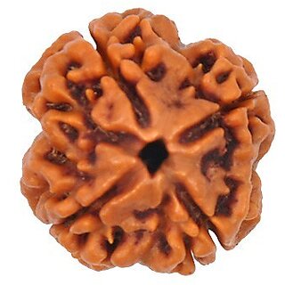 Original Very rarely 4 Mukhi Rudraksha ( four  Face rudraksh )  Lab Certified