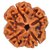 Original Very rarely 4 Mukhi Rudraksha ( four  Face rudraksh )  Lab Certified