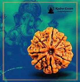 Original Very rare 8 Mukhi ( Eight Face rudraksh ) Rudraksha Lab Certified