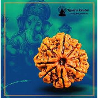 Original Very rare 8 Mukhi ( Eight Face rudraksh ) Rudraksha Lab Certified