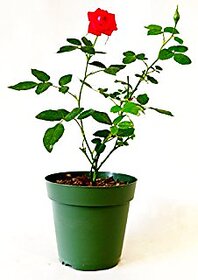 Live Red Rose Plant without Pot healthy  Fresh Nice Looking uses indoor or outdoor.