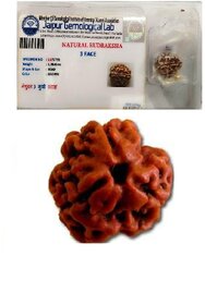 Kesar Zems 3 Mukhi (3 Face ) Natural Rudraksha X-Ray Lab Tasted.