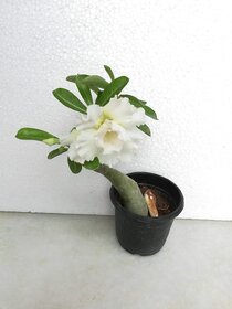 Raj Garden Plants Adenium Grafted White Colour