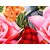 Choco Creation Pink Microfiber Double Bedsheet 2 Pillow Cover