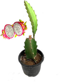 Raj Garden Plants Dragon Fruit Plant