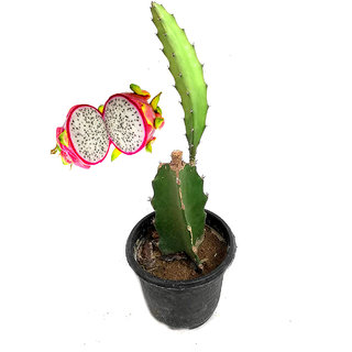 Raj Garden Plants Dragon Fruit Plant