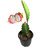 Raj Garden Plants Dragon Fruit Plant