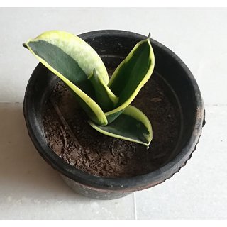 Raj Garden Plants Good Luck Golden Edge Snake Plant