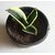 Raj Garden Plants Good Luck Golden Edge Snake Plant