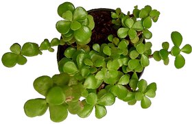 Raj Garden Plants Good Luck Fensui Crasulla ovata Plant