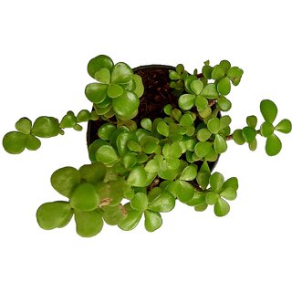 Good Luck Plant, Chinese Fengshui Money Plant