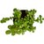 Good Luck Plant, Chinese Fengshui Money Plant