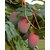 Live Sundari Mango- Grafted Plant-Sweet Fruit Plant - 1 Healthy 1ft+ Height Fruit Plant.