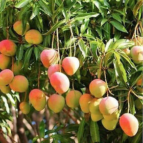 PuspitaNursery All Time Mango Living Plant for Get Fruit Round the Year Very tasty  Juicy.